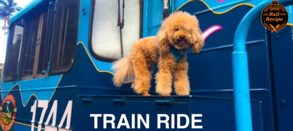 Travel With Dog On Train