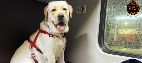 Travel With Dog On Train